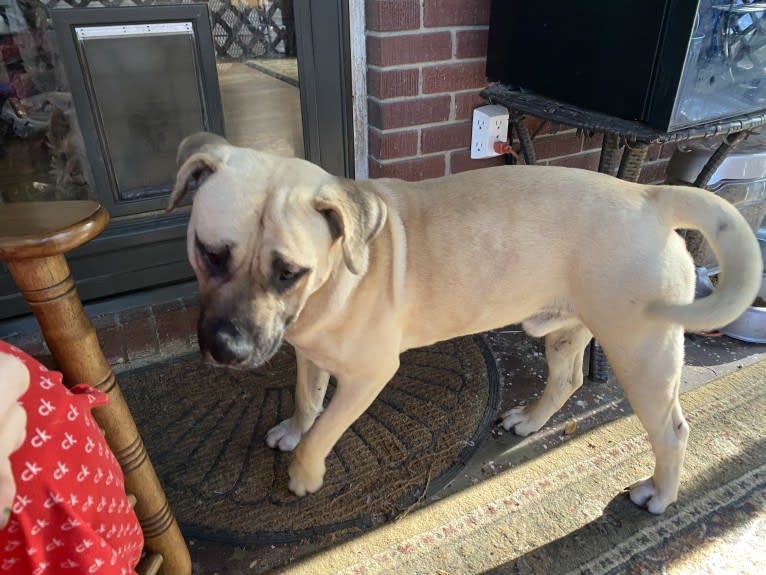 Sarge, a Perro de Presa Canario and American Bully mix tested with EmbarkVet.com