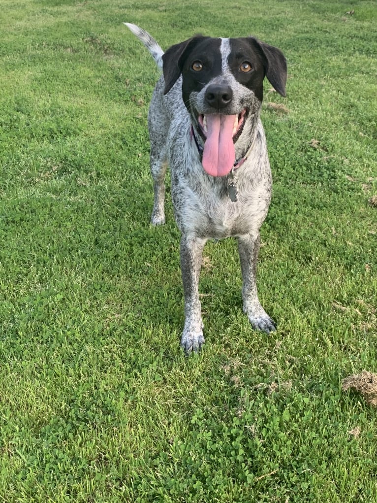 Joone, an Australian Cattle Dog and Chow Chow mix tested with EmbarkVet.com