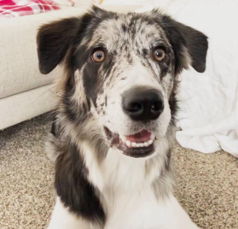 Zuzu, a Border Collie tested with EmbarkVet.com