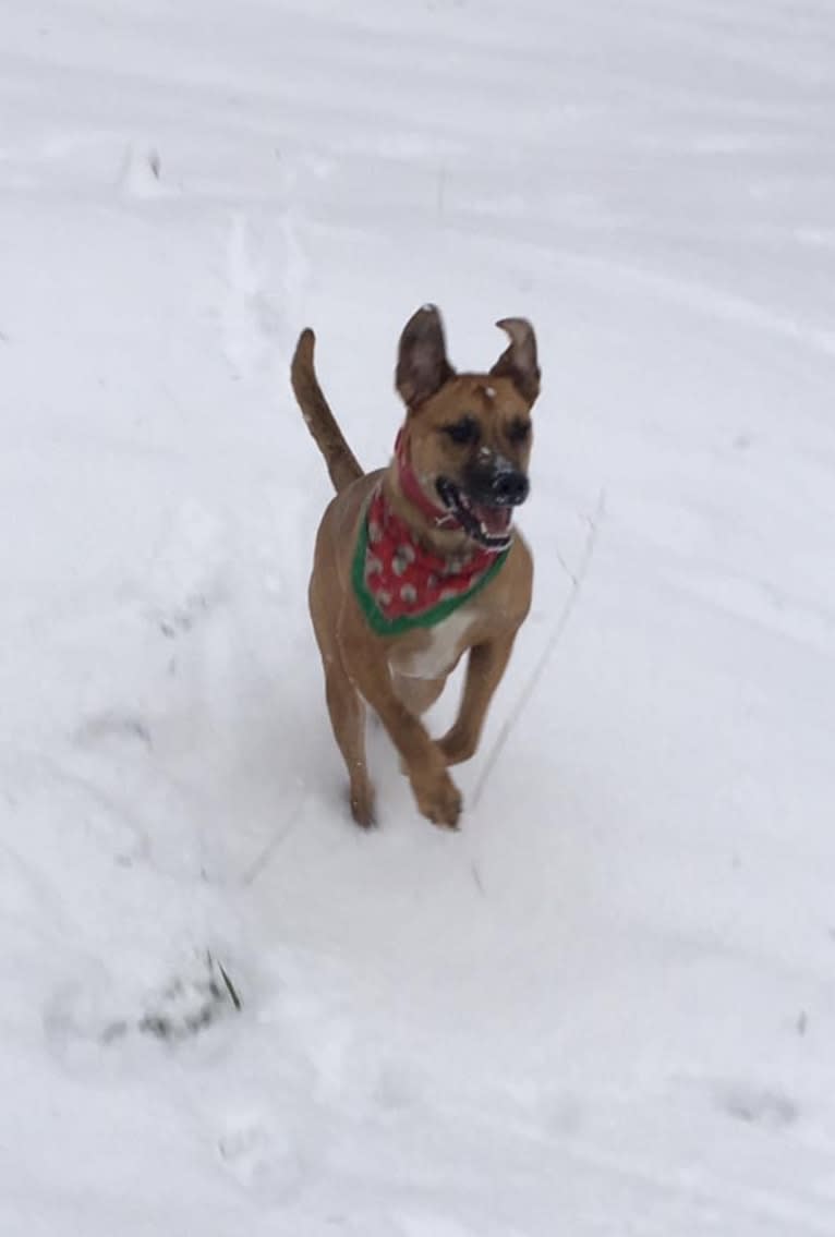 Chubs, an American Bulldog and Siberian Husky mix tested with EmbarkVet.com