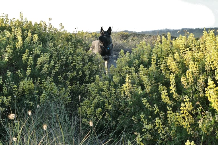 Kodiak, a Caucasian Ovcharka and German Shepherd Dog mix tested with EmbarkVet.com