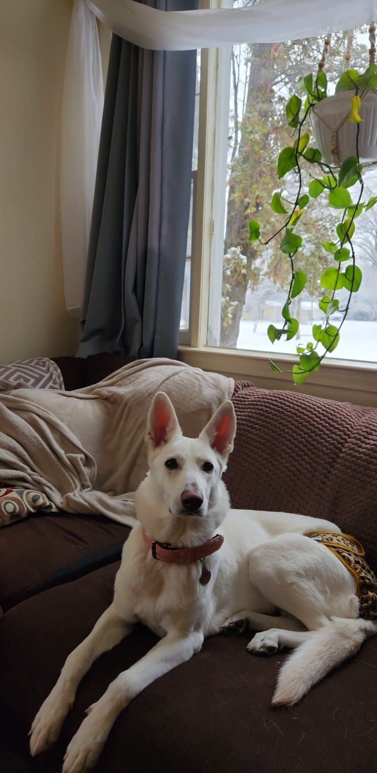 Sundae, a White Shepherd tested with EmbarkVet.com