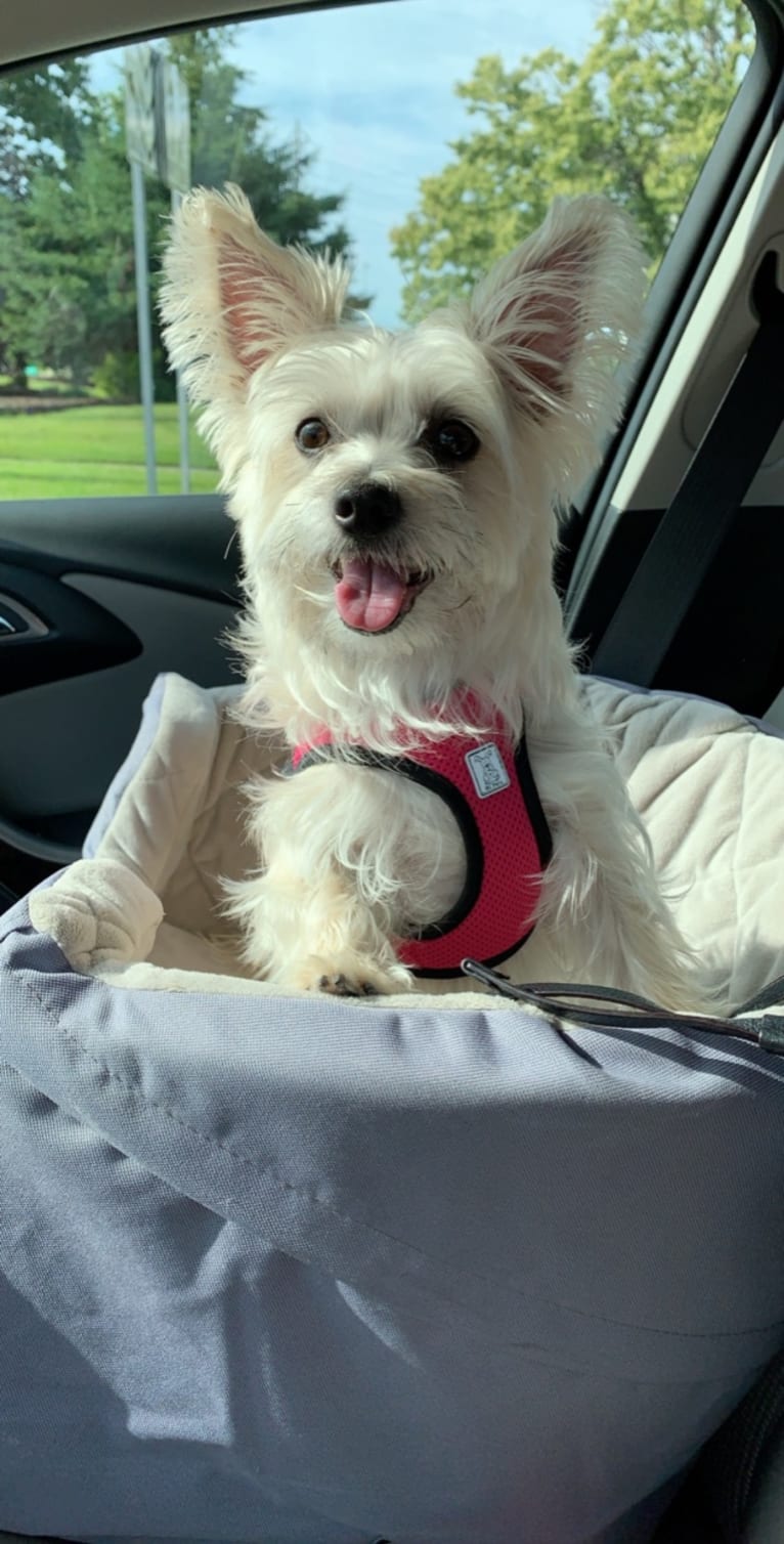 Muldoon, a Maltese and Cairn Terrier mix tested with EmbarkVet.com