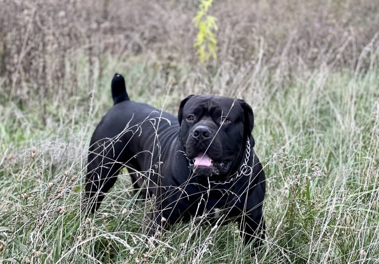 Jabali Boland, a Boerboel tested with EmbarkVet.com