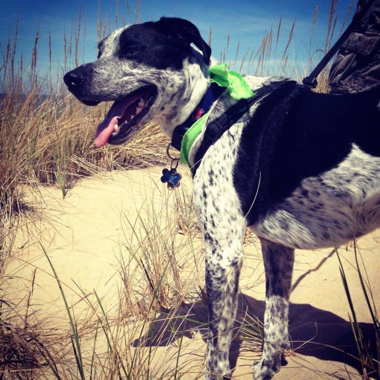 Max, a Border Collie and Pointer mix tested with EmbarkVet.com