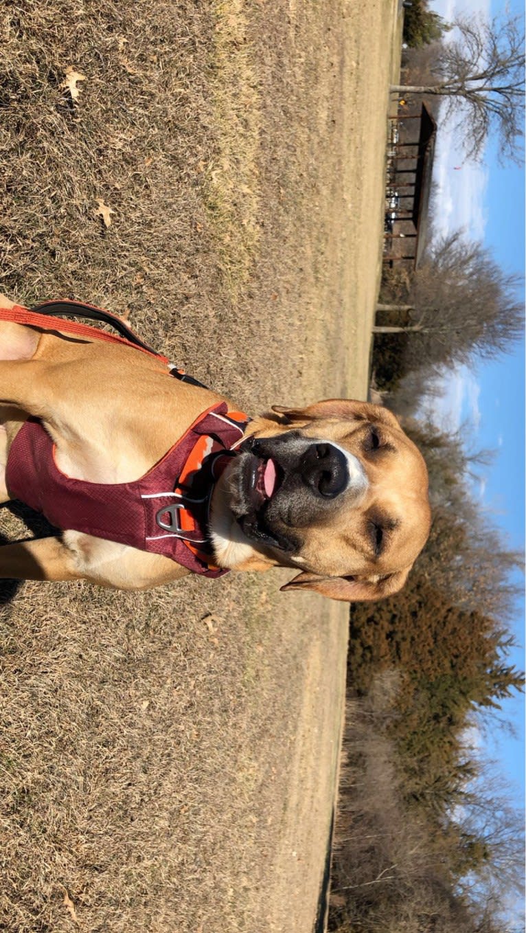 Johnny, a Treeing Walker Coonhound and American Pit Bull Terrier mix tested with EmbarkVet.com