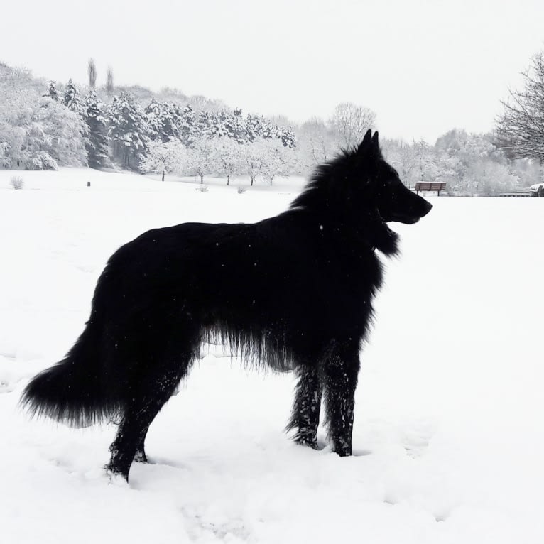 Minuit, a Belgian Shepherd tested with EmbarkVet.com