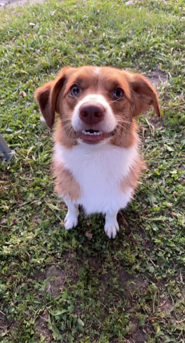 Luna, a Miniature/MAS-type Australian Shepherd and Pembroke Welsh Corgi mix tested with EmbarkVet.com