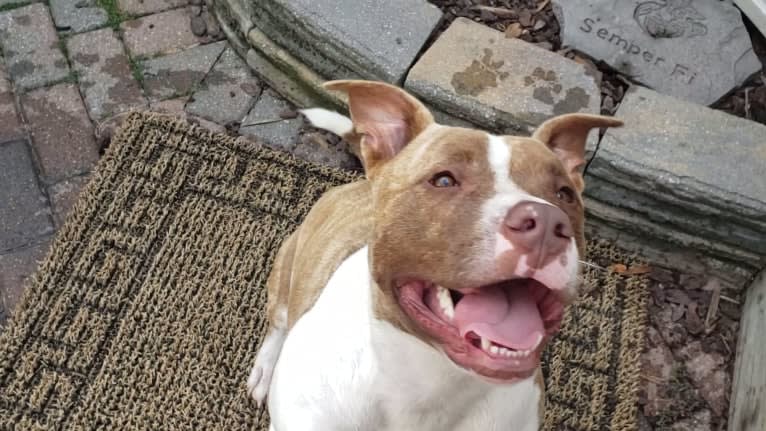GUNNER, an American Bully tested with EmbarkVet.com