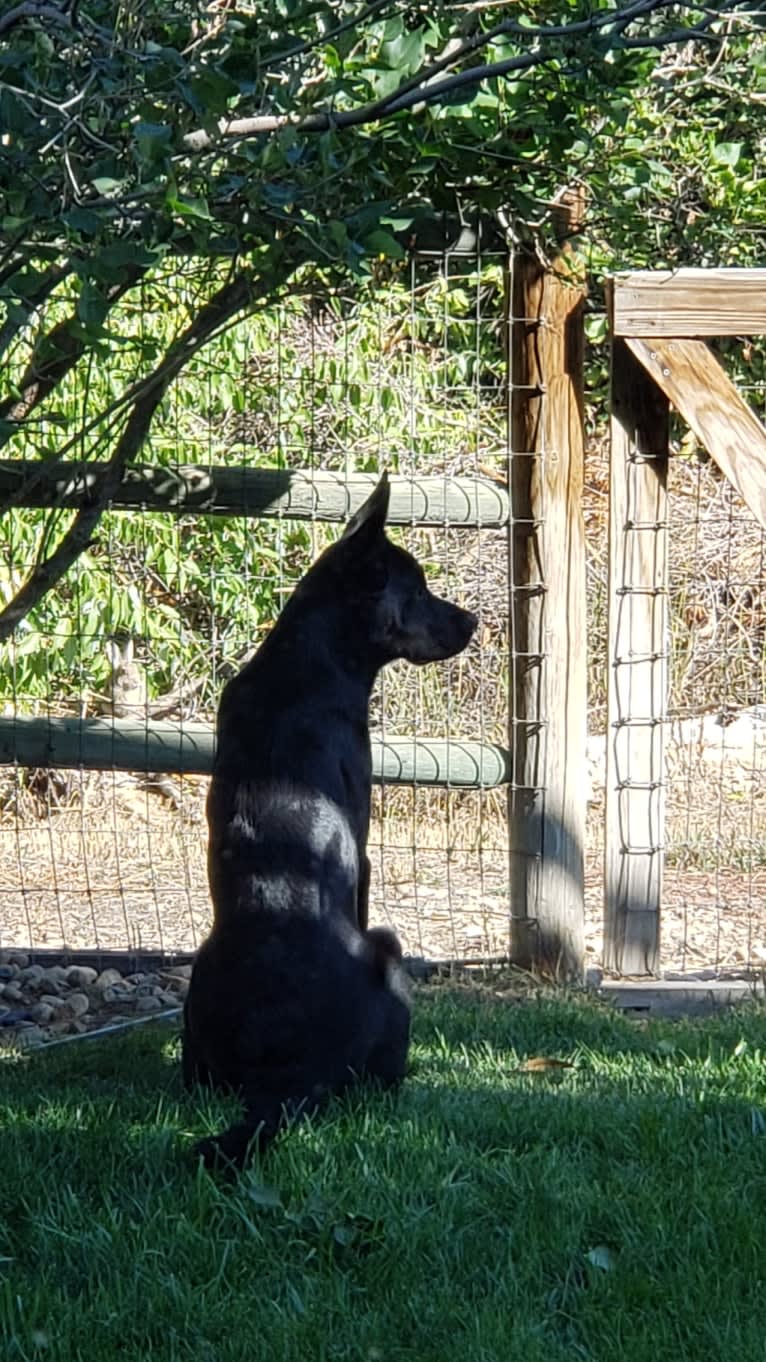 Echo, a Rottweiler and Siberian Husky mix tested with EmbarkVet.com