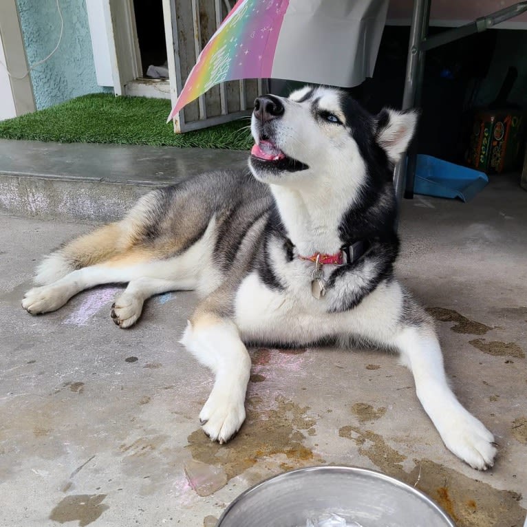 Teyla, a Siberian Husky tested with EmbarkVet.com