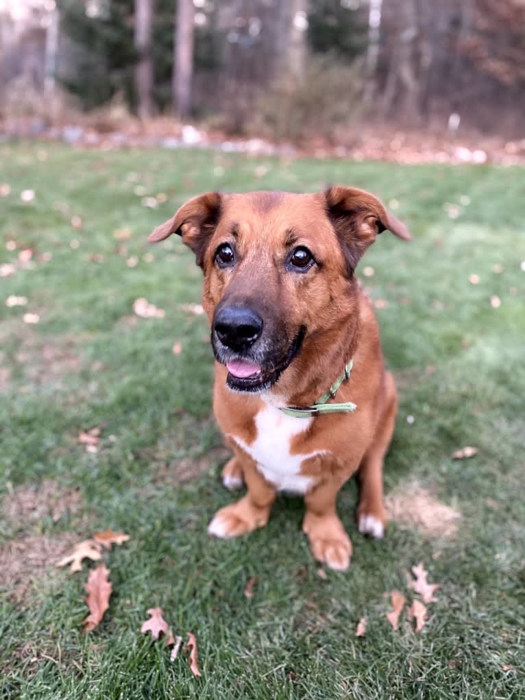 Duke, a Labrador Retriever and Cardigan Welsh Corgi mix tested with EmbarkVet.com