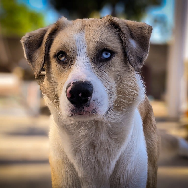 Archie, an Australian Shepherd and Jindo mix tested with EmbarkVet.com