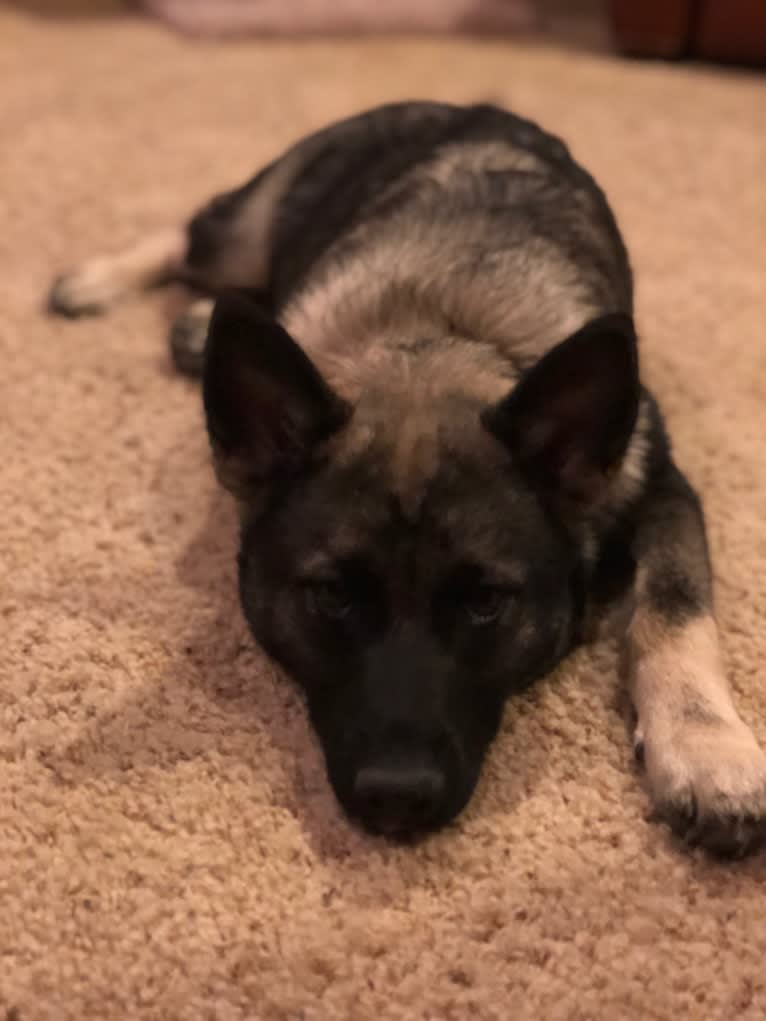 Tucker, a Norwegian Elkhound tested with EmbarkVet.com