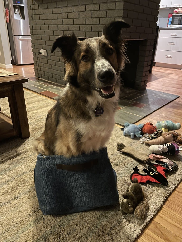 Bentley, an English Shepherd and Collie mix tested with EmbarkVet.com