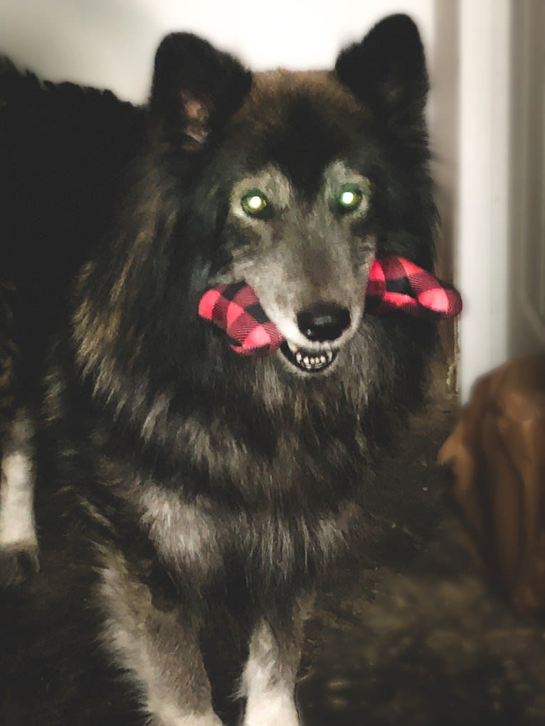 Brutus, a German Shepherd Dog and Siberian Husky mix tested with EmbarkVet.com