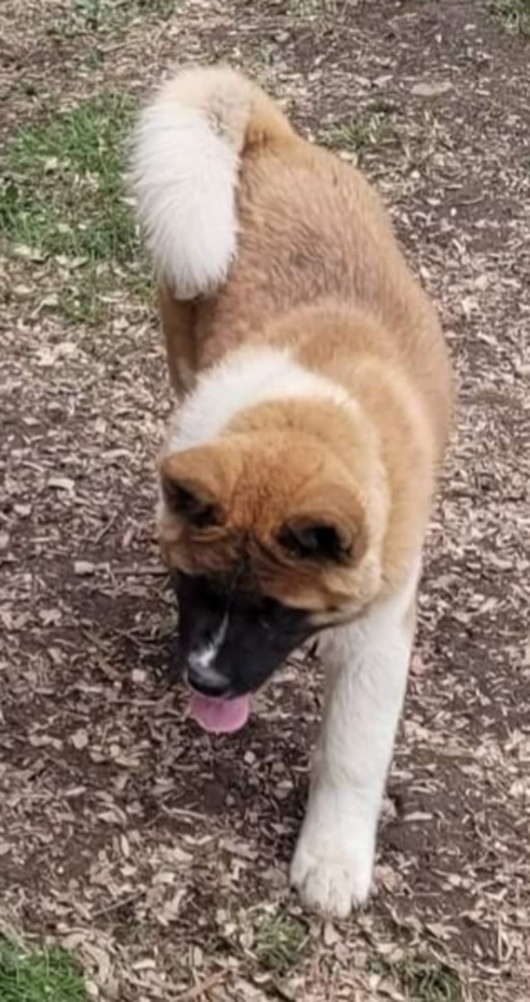 Geena, an Akita tested with EmbarkVet.com