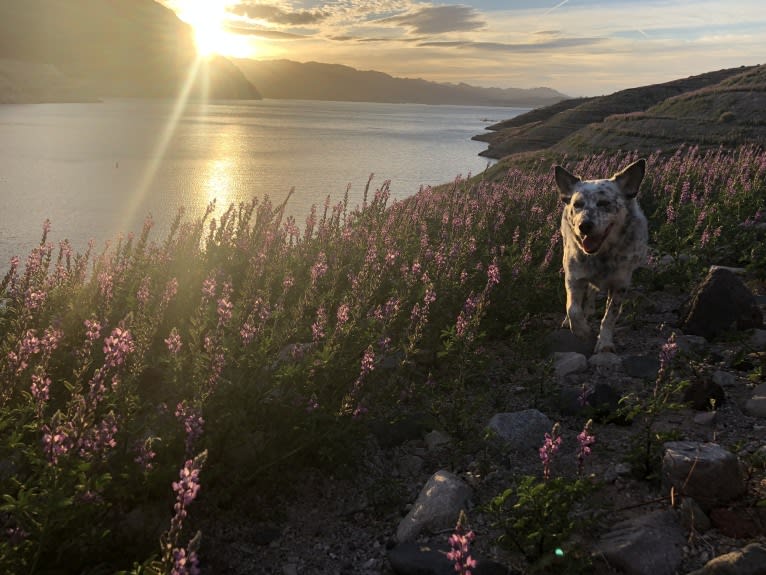 Dux, an Australian Cattle Dog and Border Collie mix tested with EmbarkVet.com