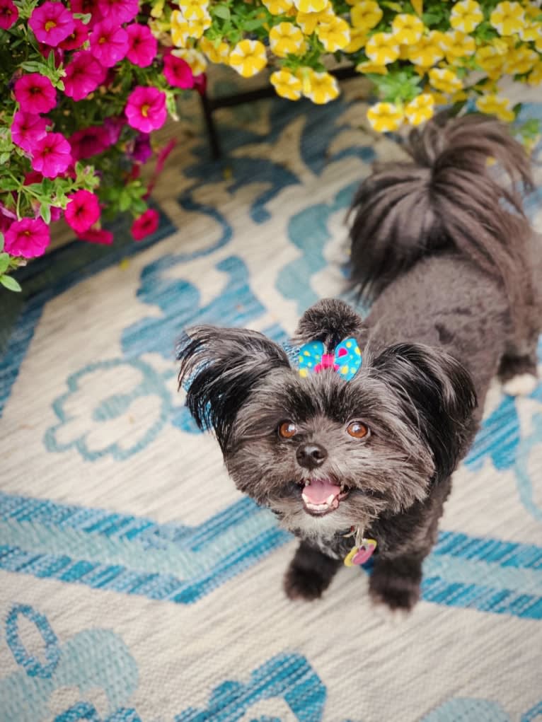 Gabby, a Pomeranian and Lhasa Apso mix tested with EmbarkVet.com