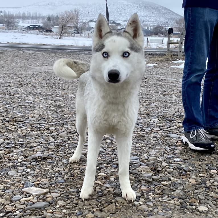 SZ Rolling Acres' River, a Pomsky tested with EmbarkVet.com