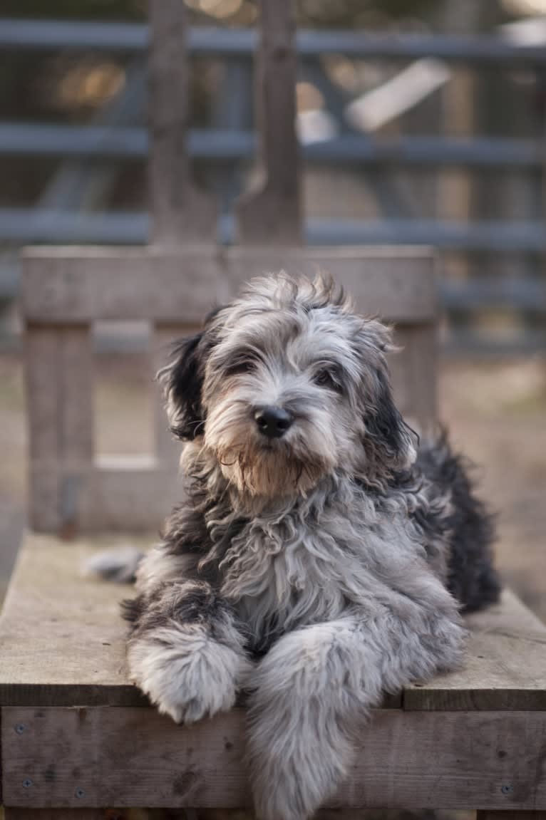 Martensa, a Bergamasco Sheepdog tested with EmbarkVet.com