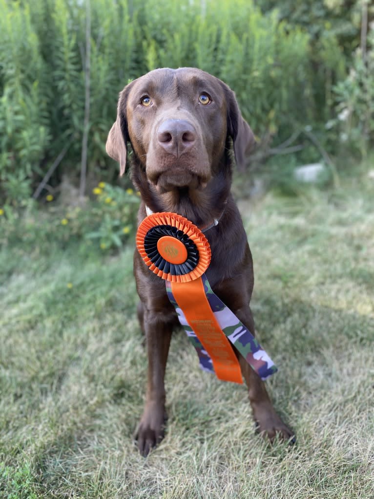 MD’s Goose Maverick, a Labrador Retriever tested with EmbarkVet.com