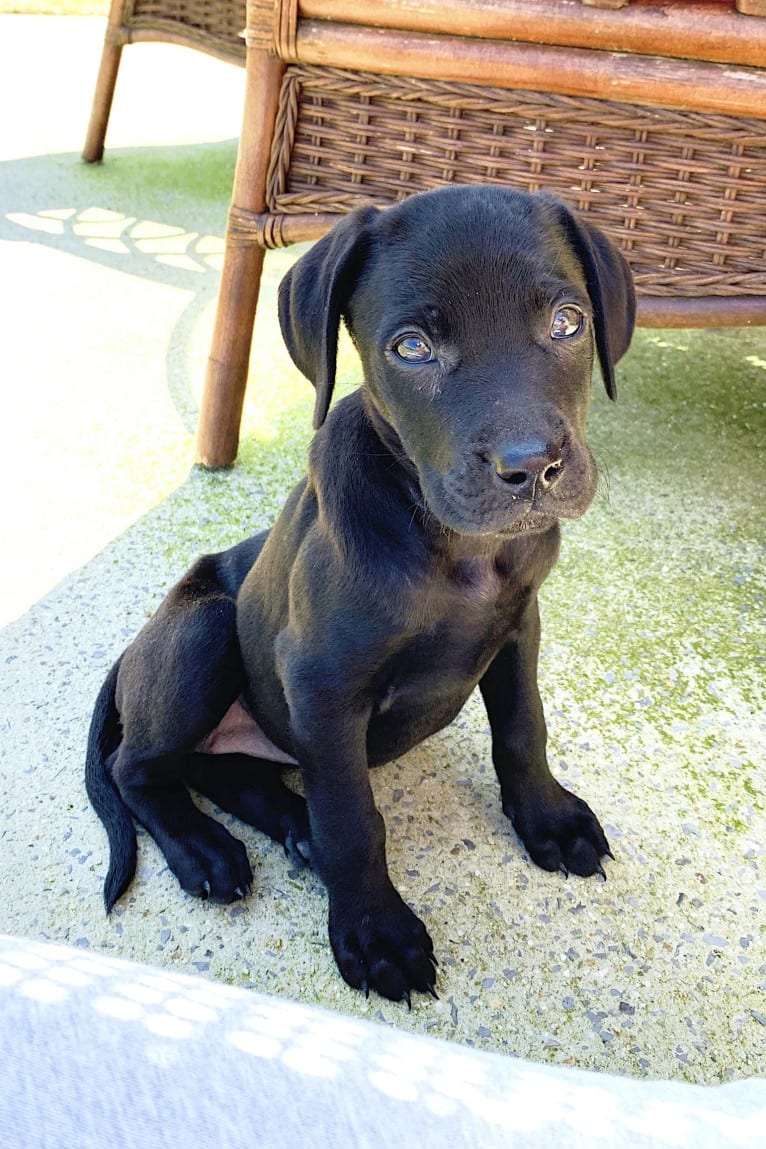 Kaya, a Weimaraner and Labrador Retriever mix tested with EmbarkVet.com