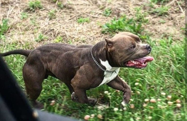 Woodsie, an American Bully tested with EmbarkVet.com