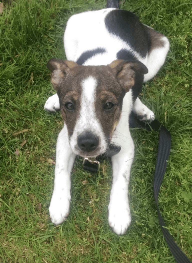 Murphy, an Australian Cattle Dog and Russell-type Terrier mix tested with EmbarkVet.com