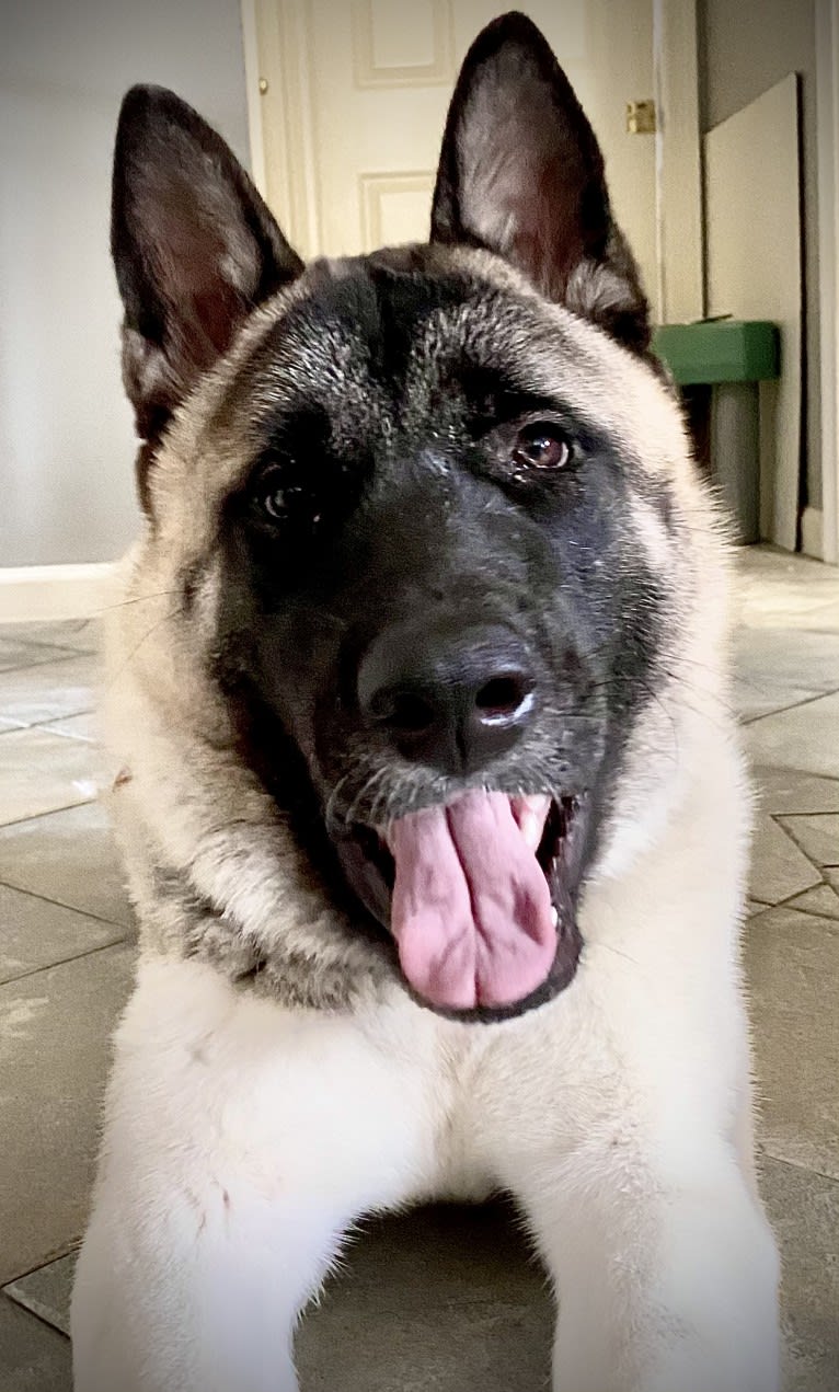 King, an Akita tested with EmbarkVet.com