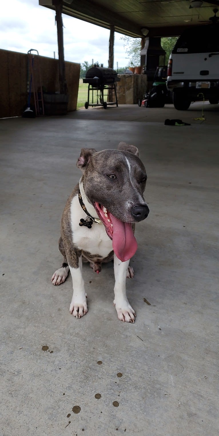 SAINT, an American Pit Bull Terrier and American Staffordshire Terrier mix tested with EmbarkVet.com