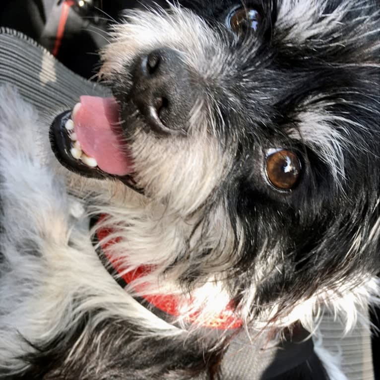 Koji, a Chihuahua and Pekingese mix tested with EmbarkVet.com