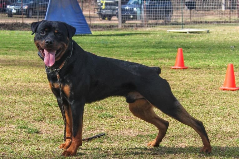 Sirius, a Rottweiler tested with EmbarkVet.com