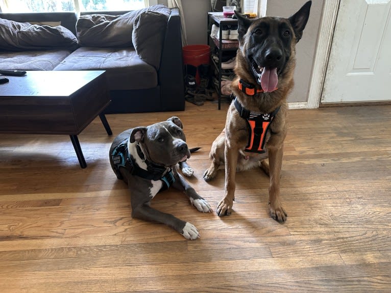 Nubi, a Belgian Malinois and German Shepherd Dog mix tested with EmbarkVet.com