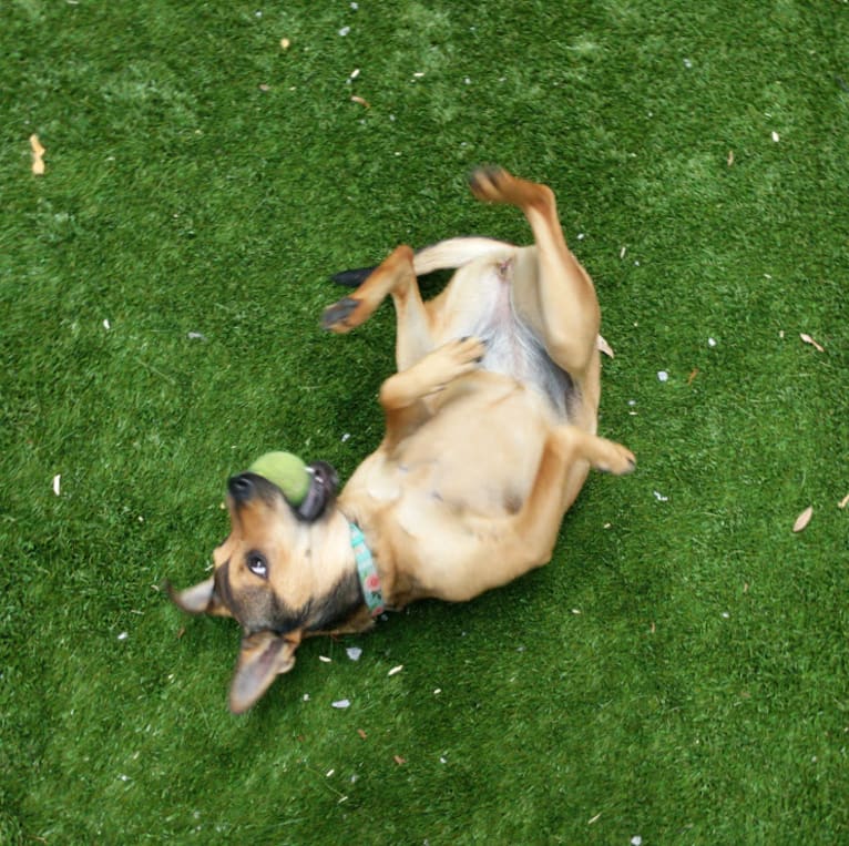 Viva, a Chow Chow and American Pit Bull Terrier mix tested with EmbarkVet.com