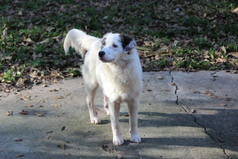 Mystic, an American Pit Bull Terrier and Chow Chow mix tested with EmbarkVet.com