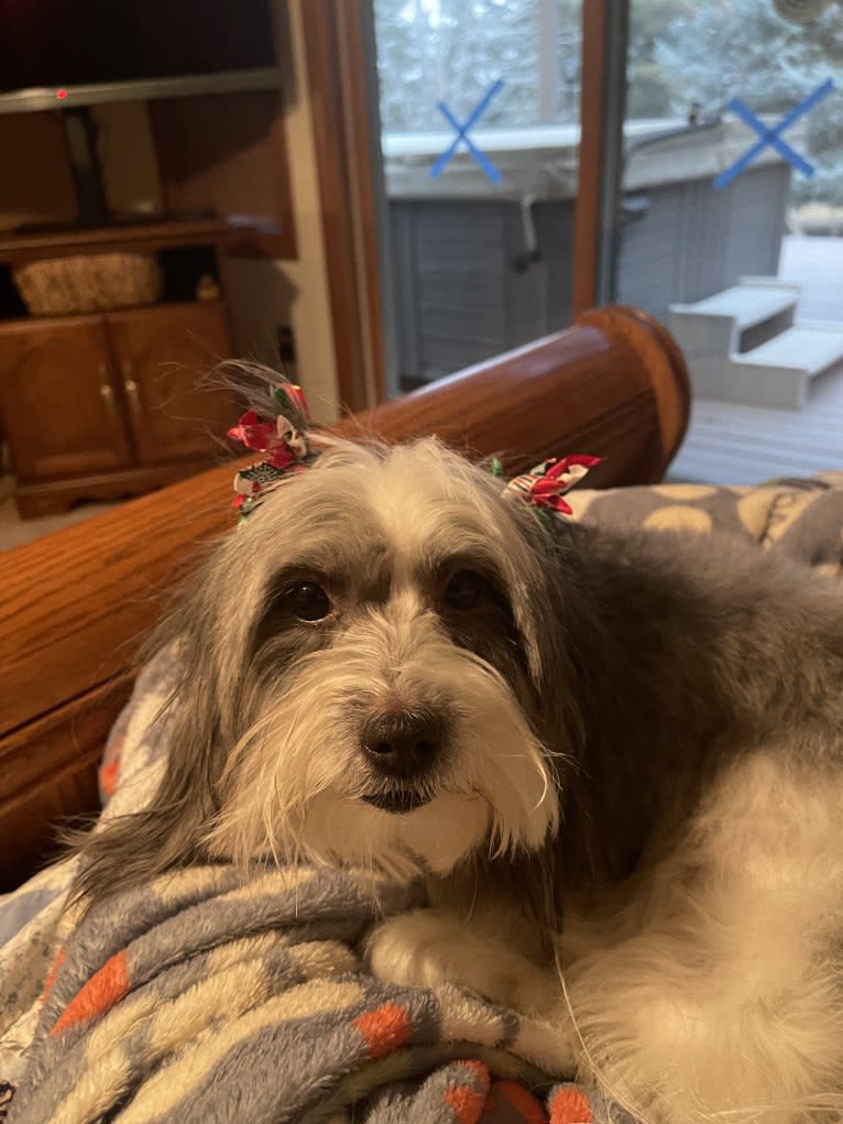 Winham’s “DollyBelle” of Rocky Mountain Cotons, a Coton de Tulear tested with EmbarkVet.com