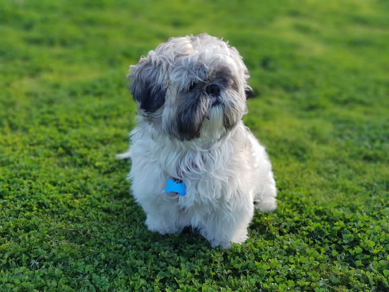 Einstein, a Shih Tzu tested with EmbarkVet.com