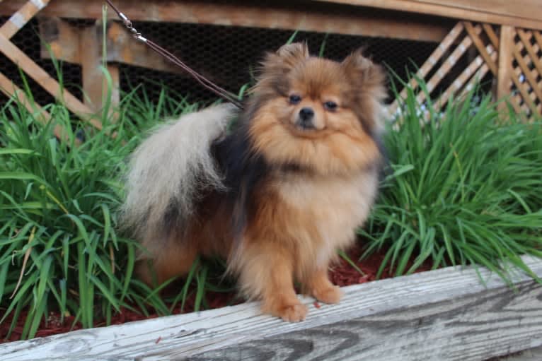 Karma, a Pomeranian tested with EmbarkVet.com