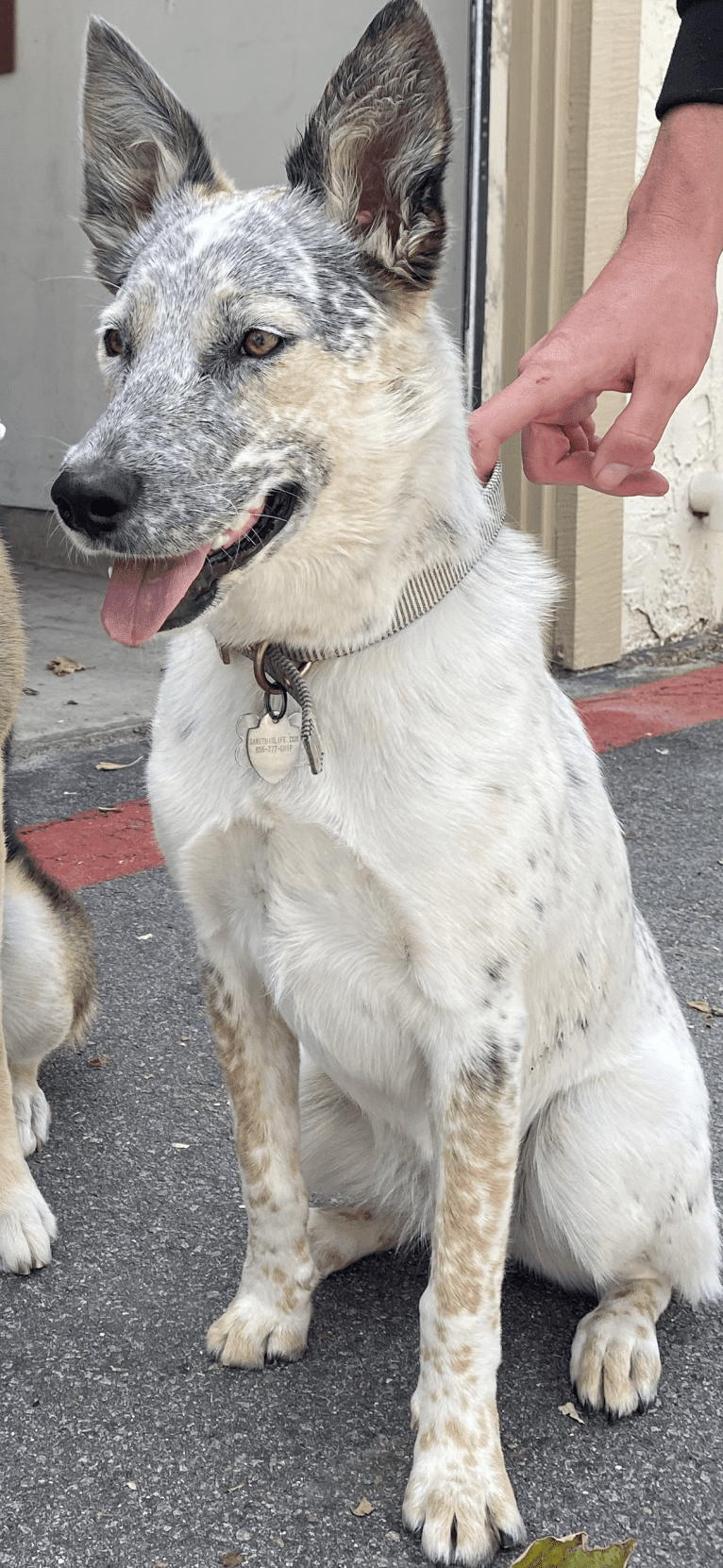 Juniper, an Australian Cattle Dog and Australian Shepherd mix tested with EmbarkVet.com