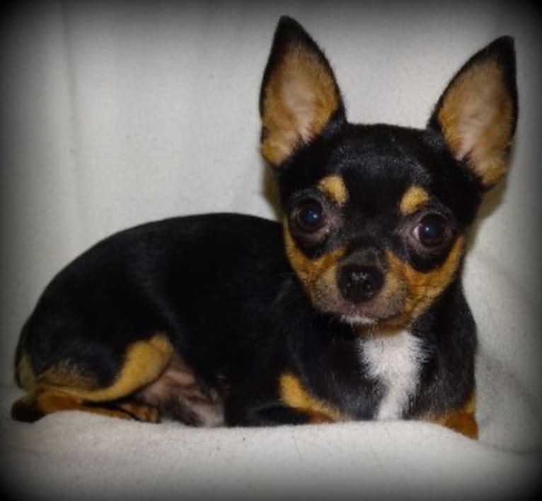 Queso, a Chihuahua tested with EmbarkVet.com