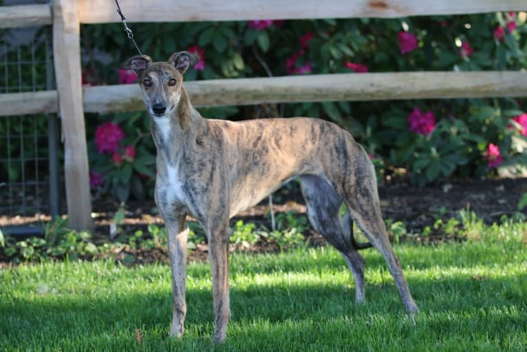 Sunny, a Greyhound tested with EmbarkVet.com