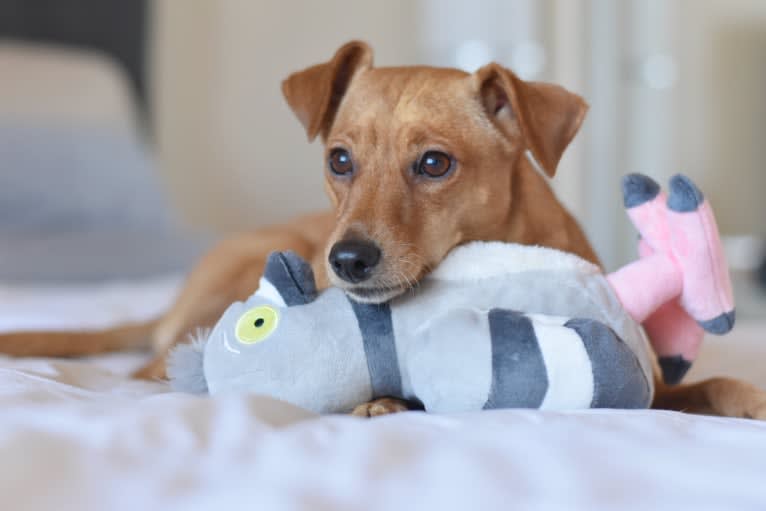 Jack, a Miniature Pinscher and Poodle (Small) mix tested with EmbarkVet.com