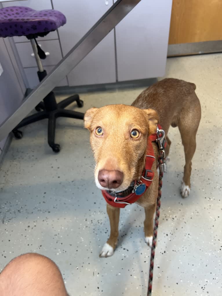Red, an American Village Dog tested with EmbarkVet.com