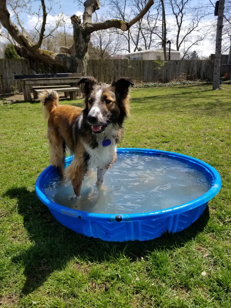 Bentley, an English Shepherd and Collie mix tested with EmbarkVet.com