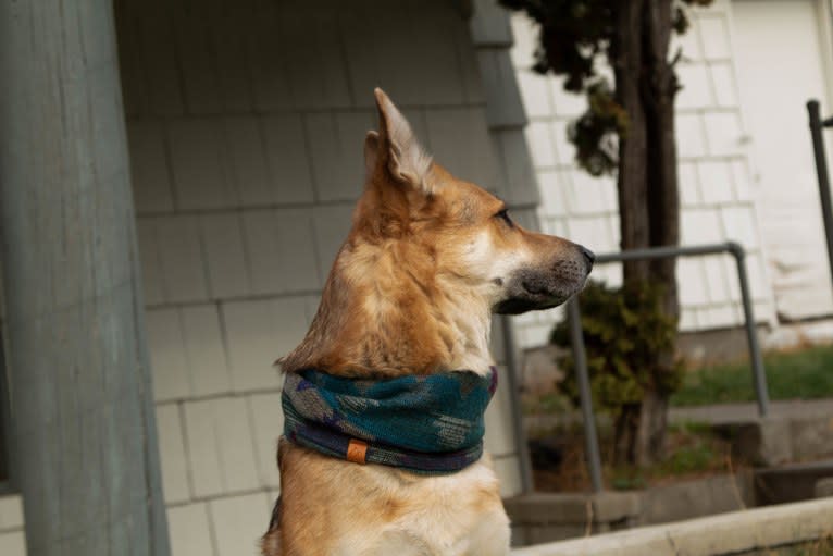Boe, a German Shepherd Dog and Chow Chow mix tested with EmbarkVet.com