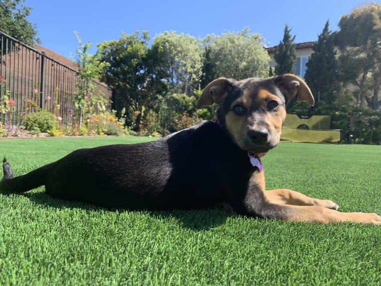 Paris Amelia Waters, a Chihuahua and Labrador Retriever mix tested with EmbarkVet.com