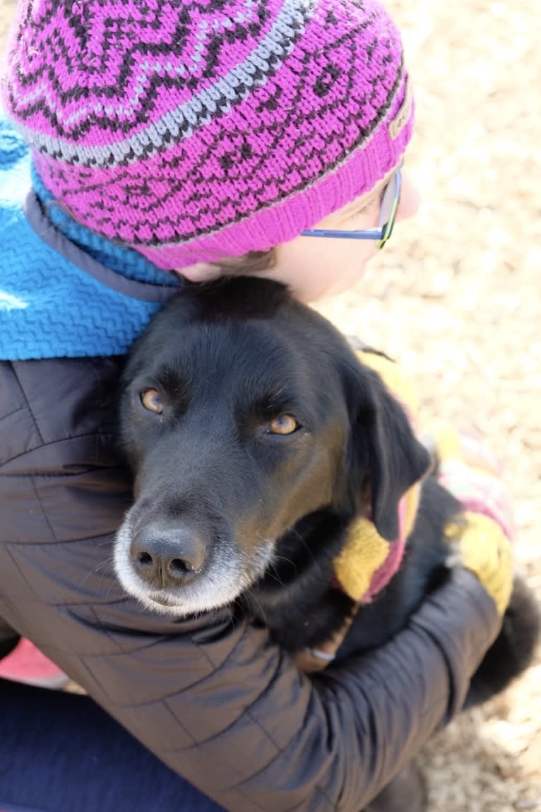 Riley, a Weimaraner and Labrador Retriever mix tested with EmbarkVet.com