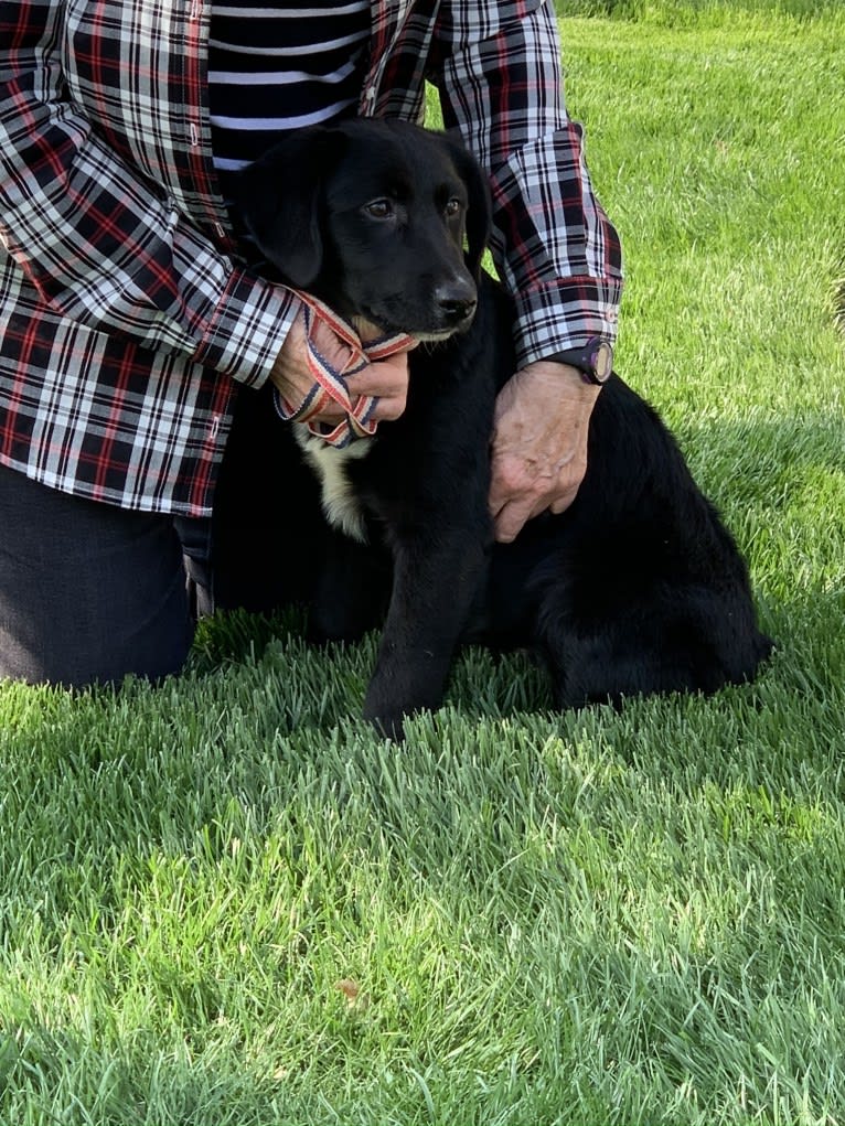 Keira Mason, an Australian Shepherd and Labrador Retriever mix tested with EmbarkVet.com