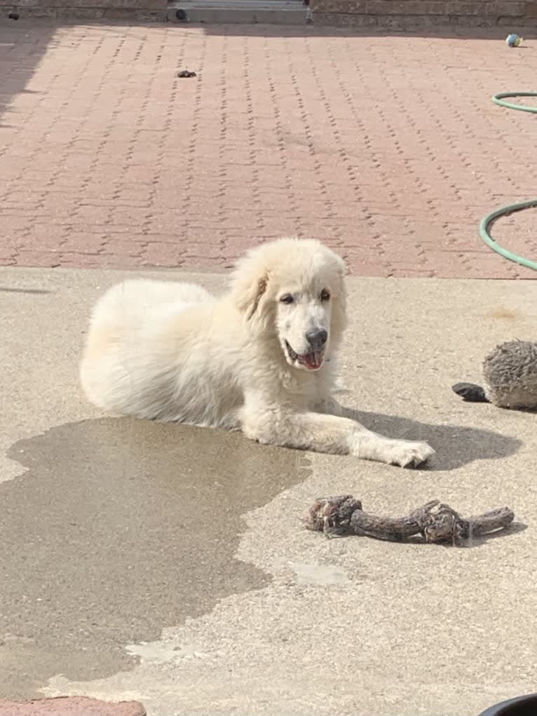 Casper, a Maremma Sheepdog tested with EmbarkVet.com